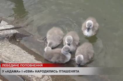 У вінницьких лебедів  Адама та Єви поповнення