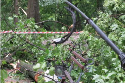 У Львові внаслідок падіння дерева загинув юнак родом з Вінниччини 

