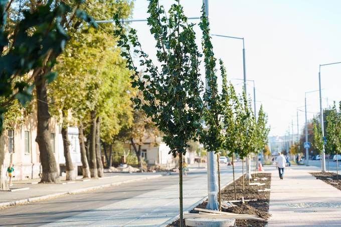 У Вінниці проведуть паспортизацію зелених насаджень