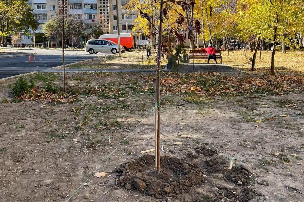 У вінницьких двориках висадили 800 саджанців дерев