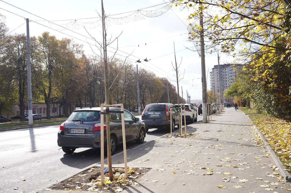 У Вінниці цього року висадили саджанці катальпи, клена, липи та горобини