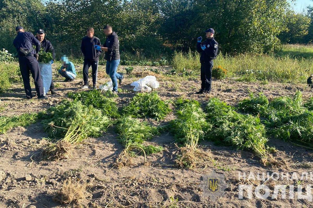 На Вінниччині чоловік вирощував коноплі та канабіс заввишки в два метри 