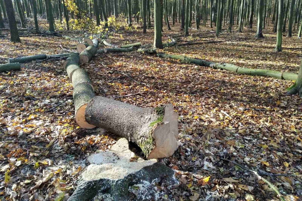 На Вінниччині лісгосп відшкодував 1 мільйон гривень за незаконну вирубку понад 100 дерев 