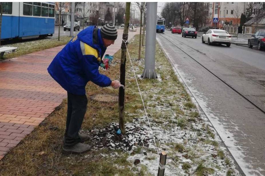 Про догляд дерев у Вінниці взимку розповіли у «Вінницязеленбуд»  