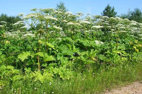 У Вінниці планують запобігати розповсюдженню інвазійних рослин