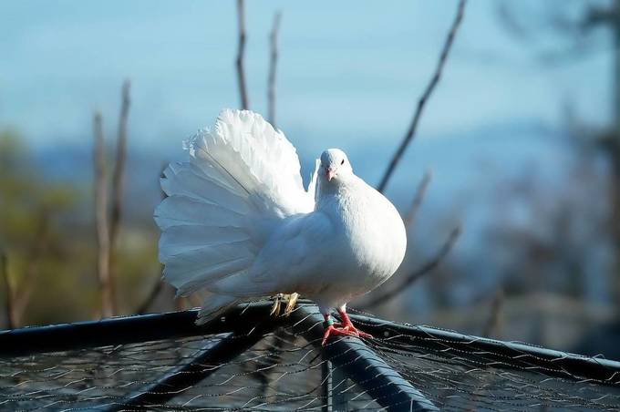 Церковне свято 22 березня, народні традиції та день у світі та Україні