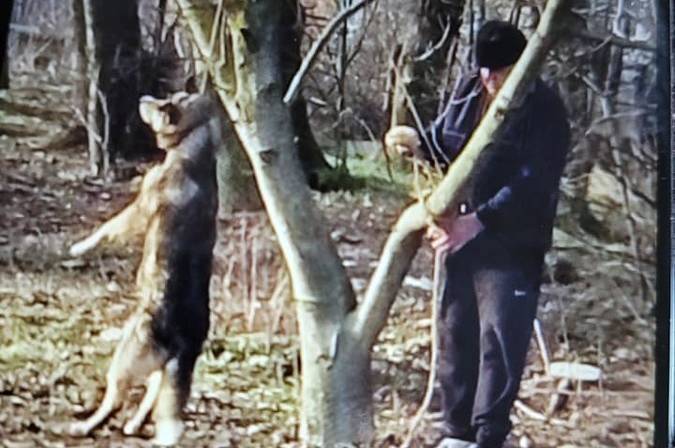 На Вінниччині оштрафували чоловіка, який тримав на зашморгу свого собаку