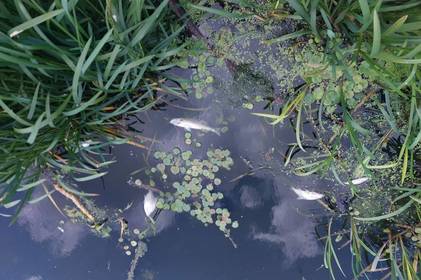 У Вінниці зафіксували мор риби на Сабарівському водосховищі