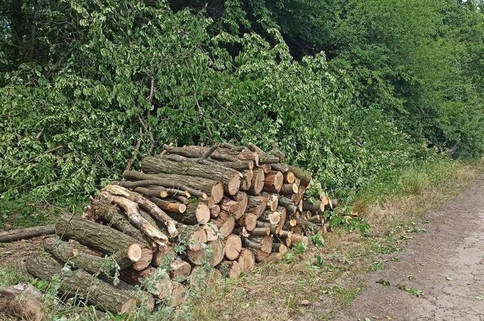 На Вінниччині виявили незаконну рубку дерев, що завдала шкоди на понад 2 млн грн