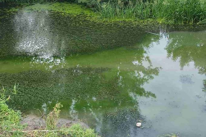 Екологи досліджують причини масового мору риби в річці Мурафа на Вінниччині