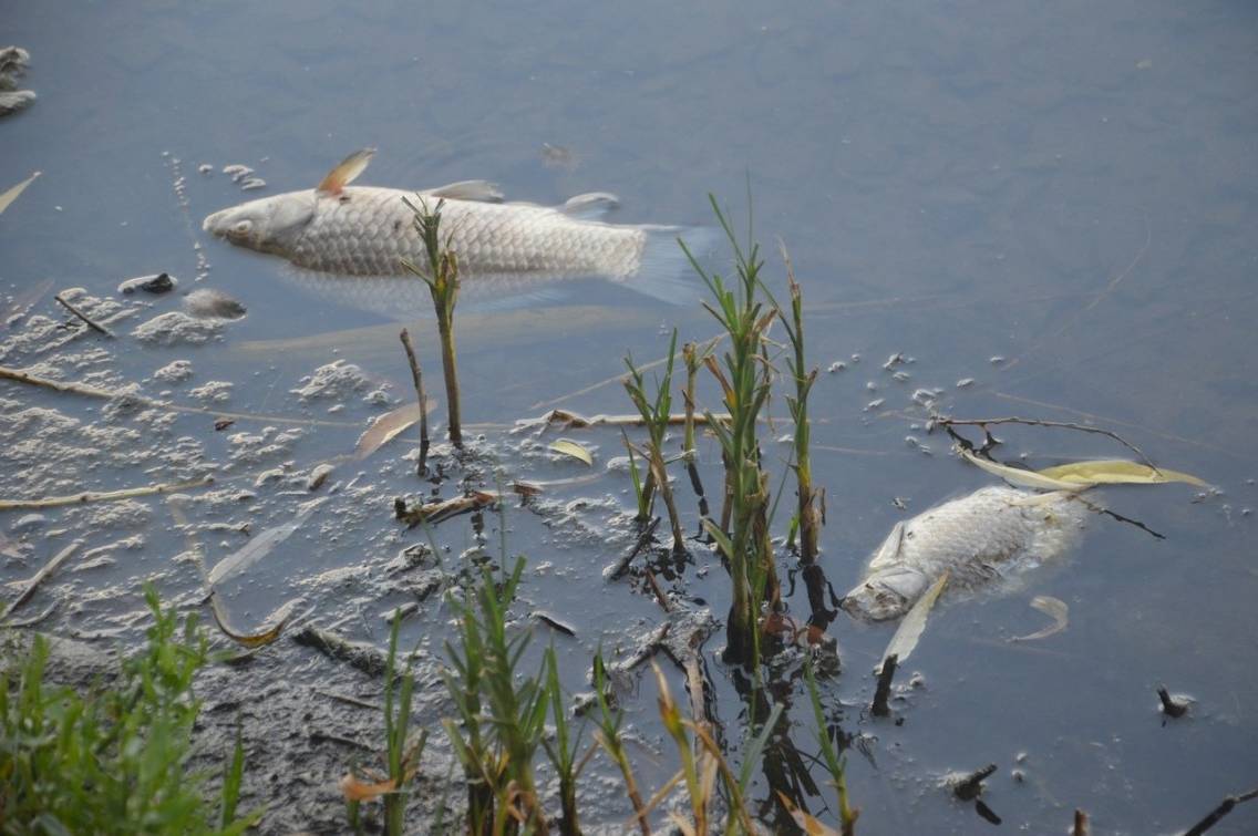 Екологи з'ясували причину мору риби у Ладижинському водосховищі на Вінниччині