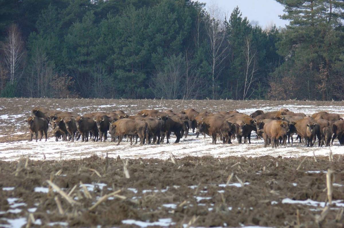 На Вінниччині збільшилась популяція червонокнижних зубрів