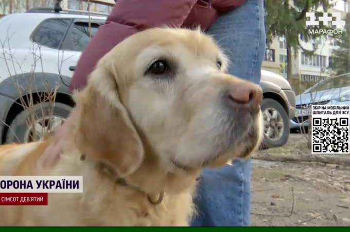 Собаку-поводирку, яка зникла у перший день великої війни, знайшли через 2 роки