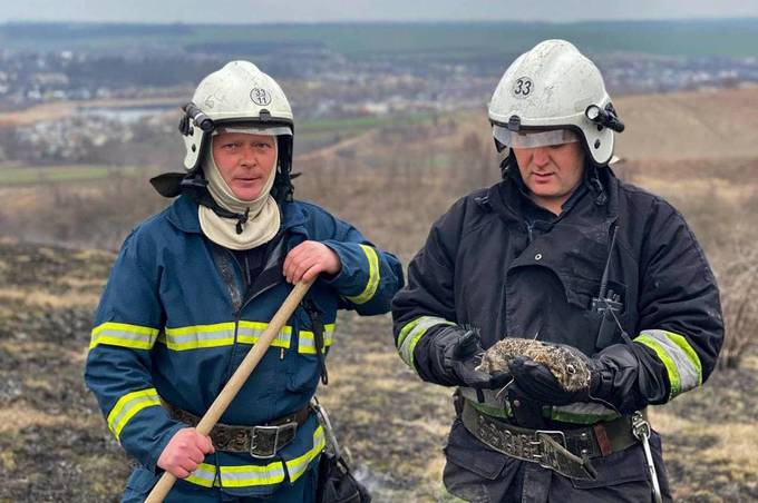 Рятувальники на Вінниччині врятували ще одне зайченя під час гасіння пожежі 