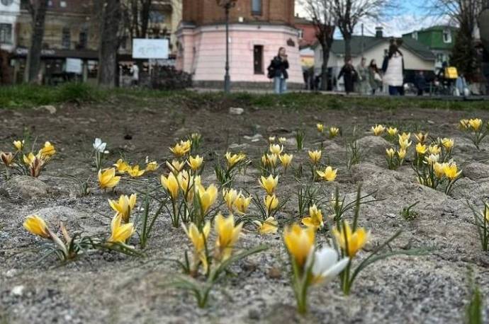 На Європейській площі розцвіли крокуси, які працівники МКП «Вінницязеленбуд» висадили восени