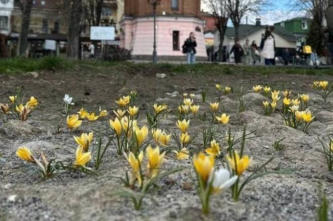 На Європейській площі розцвіли крокуси, які працівники МКП «Вінницязеленбуд» висадили восени