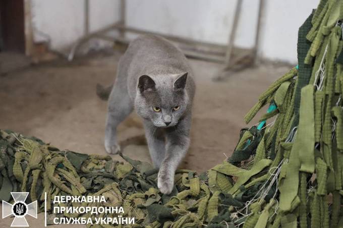 Кіт-талісман прикордонників – загадкова особистість: більше про котика
