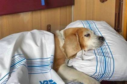 UAnimals разом із "Укрзалізницею" продумають нові правила перевезення тварин у поїздах UAnimals разом із "Укрзалізницею" продумають нові правила перевезення тварин у поїздах