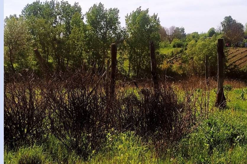 На Вінниччині внаслідок пожежі згоріло приватне насадження малини: подробиці