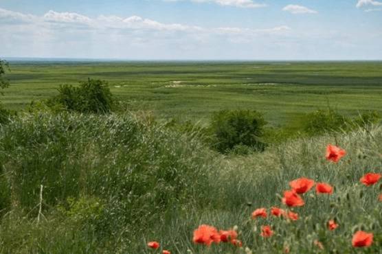 Каховське водосховище стає найбільшим лісом всієї степової зони України