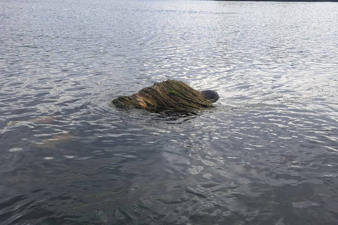 У Дністрі на кордоні з Молдовою знайшли тіло чоловіка, обвитого водоростями: подробиці