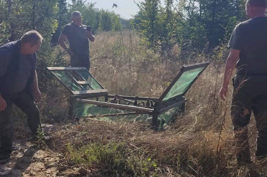 У ліси Вінниччини випустили понад двісті фазанів аби відновити поголів'я