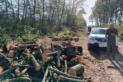 Напиляли дерев на 3 мільйони гривень: на Вінниччині викрили банду чорних лісорубів