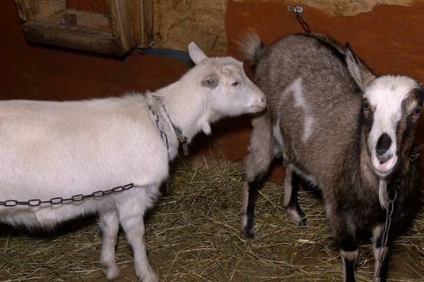 На Вінниччині родина переселенців вирощує кіз і виготовляє молочну продукцію