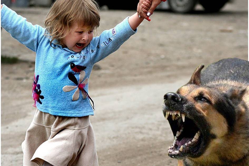 У Вінниці зросла кількість дітей, яких покусали собаки: як вберегти своє чадо