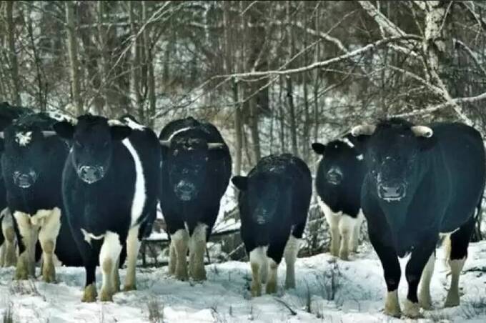 Унікальне стадо диких корів у Чорнобильській зоні: як вони виживають без людей