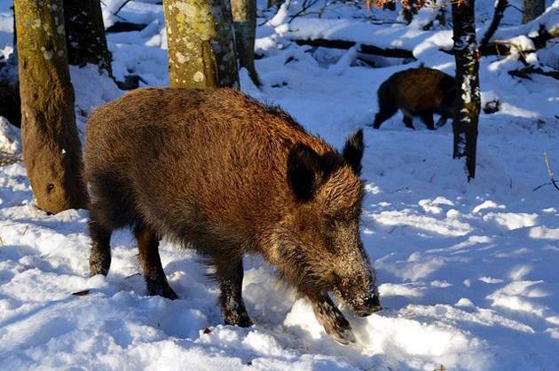 Як виживають кабани взимку: секрети лісових мешканців