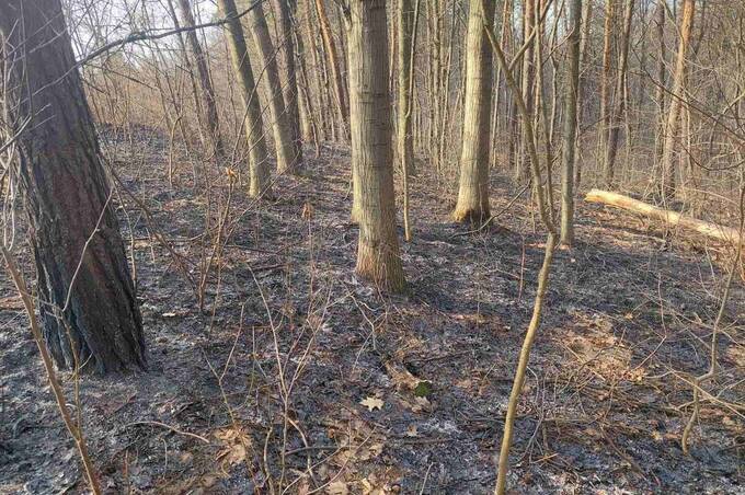 На Вінниччині вогонь від спалювання сухостою дійшов до лісу: подробиці