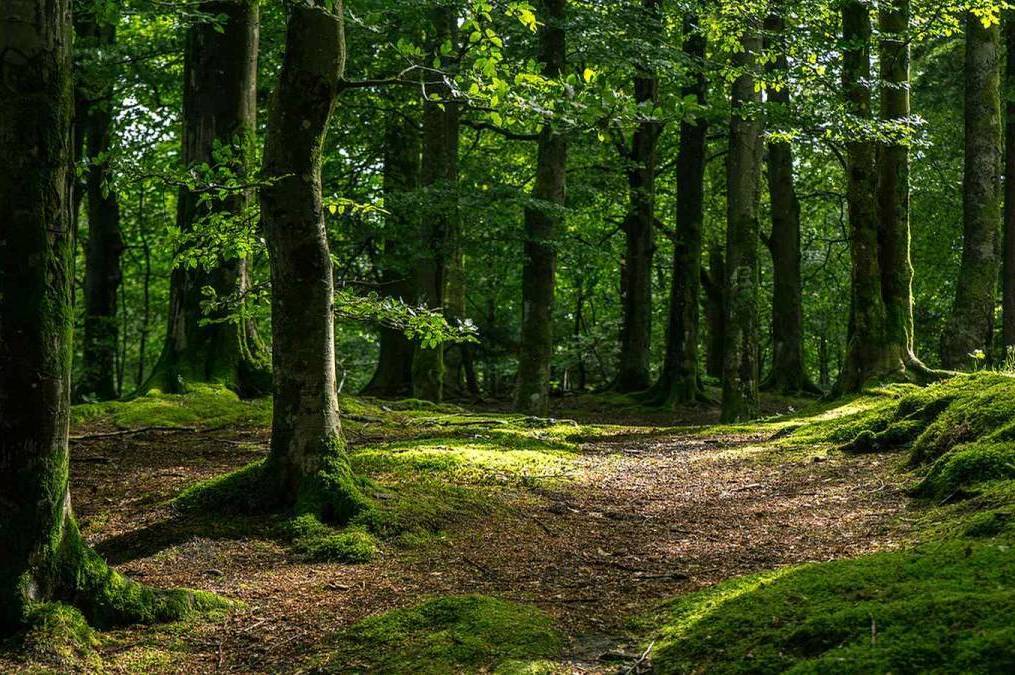 У трьох лісництвах Вінниччини проведуть хімічну обробку лісу: що відомо