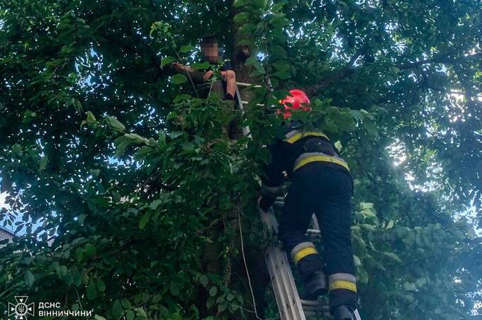 У Вінниці хлопчик виліз на черешню, а знімали його рятувальники: що відомо 