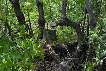 За незаконну вирубку дерев на Вінниччині порушника зобов’язали відшкодувати понад 26 тис грн збитків За незаконну вирубку дерев на Вінниччині порушника зобов’язали відшкодувати понад 26 тис грн збитків