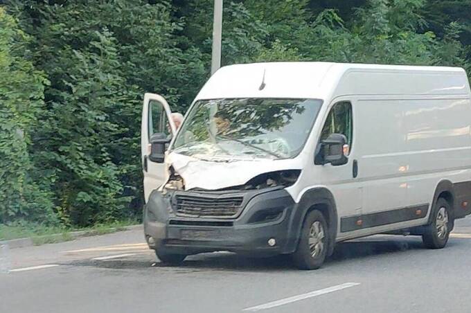 На Львівському шосе біля Вінниці мікроавтобус збив червонокнижного лося