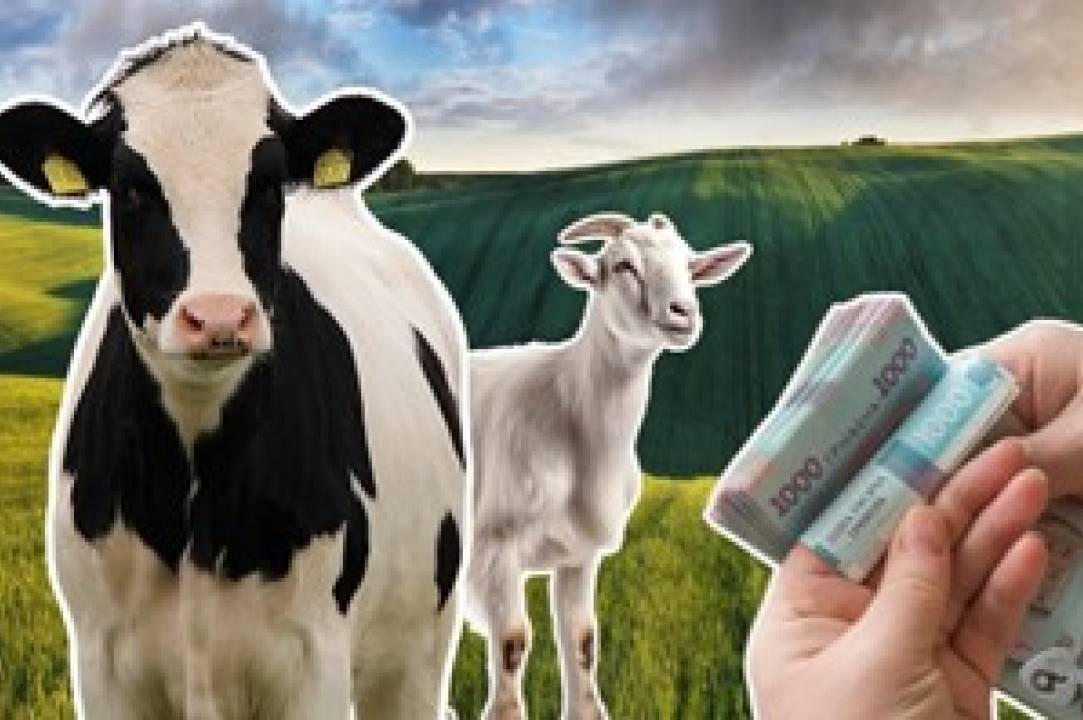 Вінницька міськрада затвердила порядок фінансової підтримки тваринництва в громаді