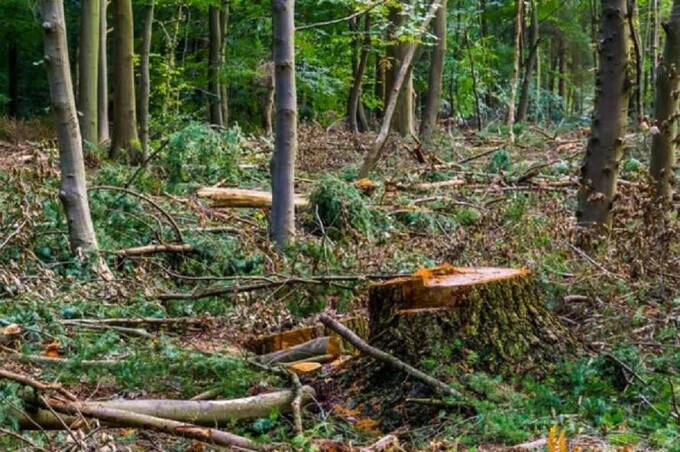 У ліс по дрова: про які нюанси мають знати мешканці Вінницької області