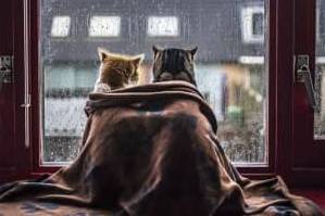 Осінь бере своє: новий тиждень принесе дощі й похолодання