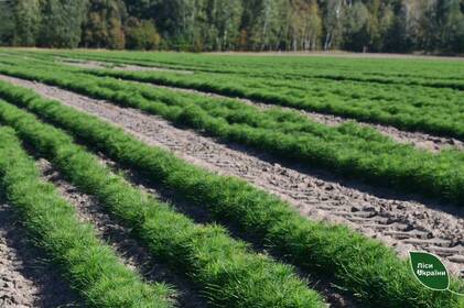 На Вінниччині висадять 166 га нових лісів у рамках програми «Зелена країна»