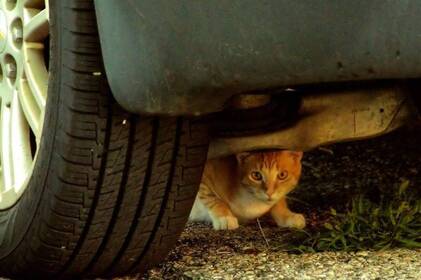 Коти під колесами: як не травмувати тварину в холодну пору року