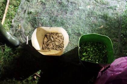 На Вінниччині рибалка незаконно виловив понад 400 карасів: якою буде сума штрафу 