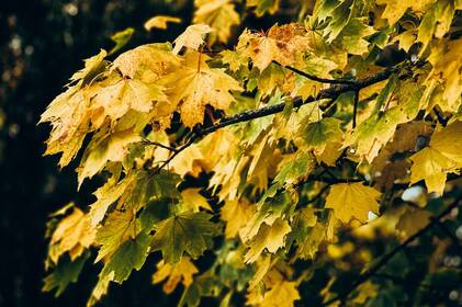 У Вінниці та області очікуються сильні заморозки: прогноз погоди на 16–17 жовтня