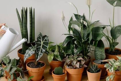  Які кімнатні рослини врятують ваш дім від цвілі та вологи
