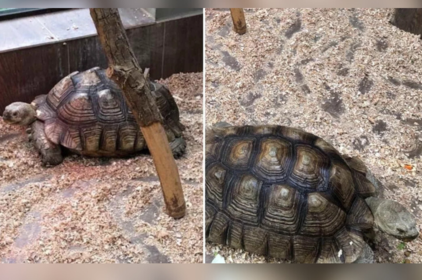 До «Подільського зоопарку» приїхали нові мешканці – дві дорослі черепахи
