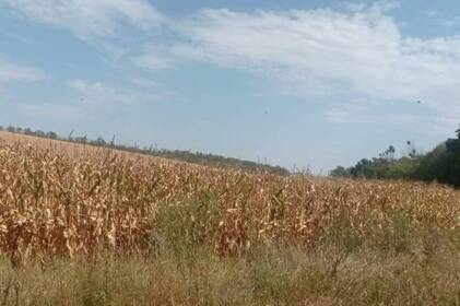 Масштабні земельні махінації на Вінниччині: 8 підозрюваних, 136 га і 6 млн грн збитків