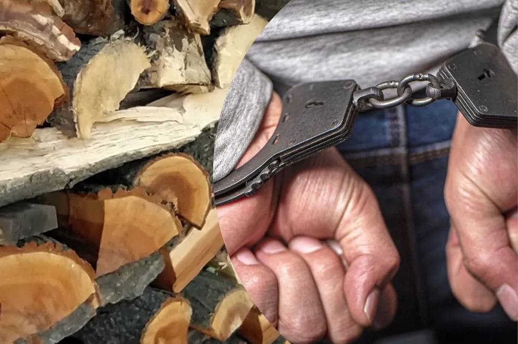 На Вінниччині лісник незаконно вирубував дерева і продав деревину