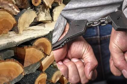 На Вінниччині лісник незаконно вирубував дерева і продав деревину