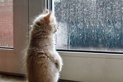 Осінь показує характер: у Вінниці вихідними очікуються дощі, вітер і навіть мокрий сніг