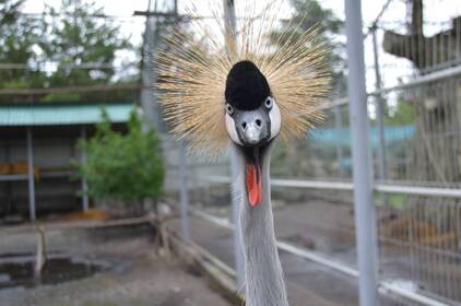 Вінценосні журавлі з Подільського зоопарку переїхали у зимівник